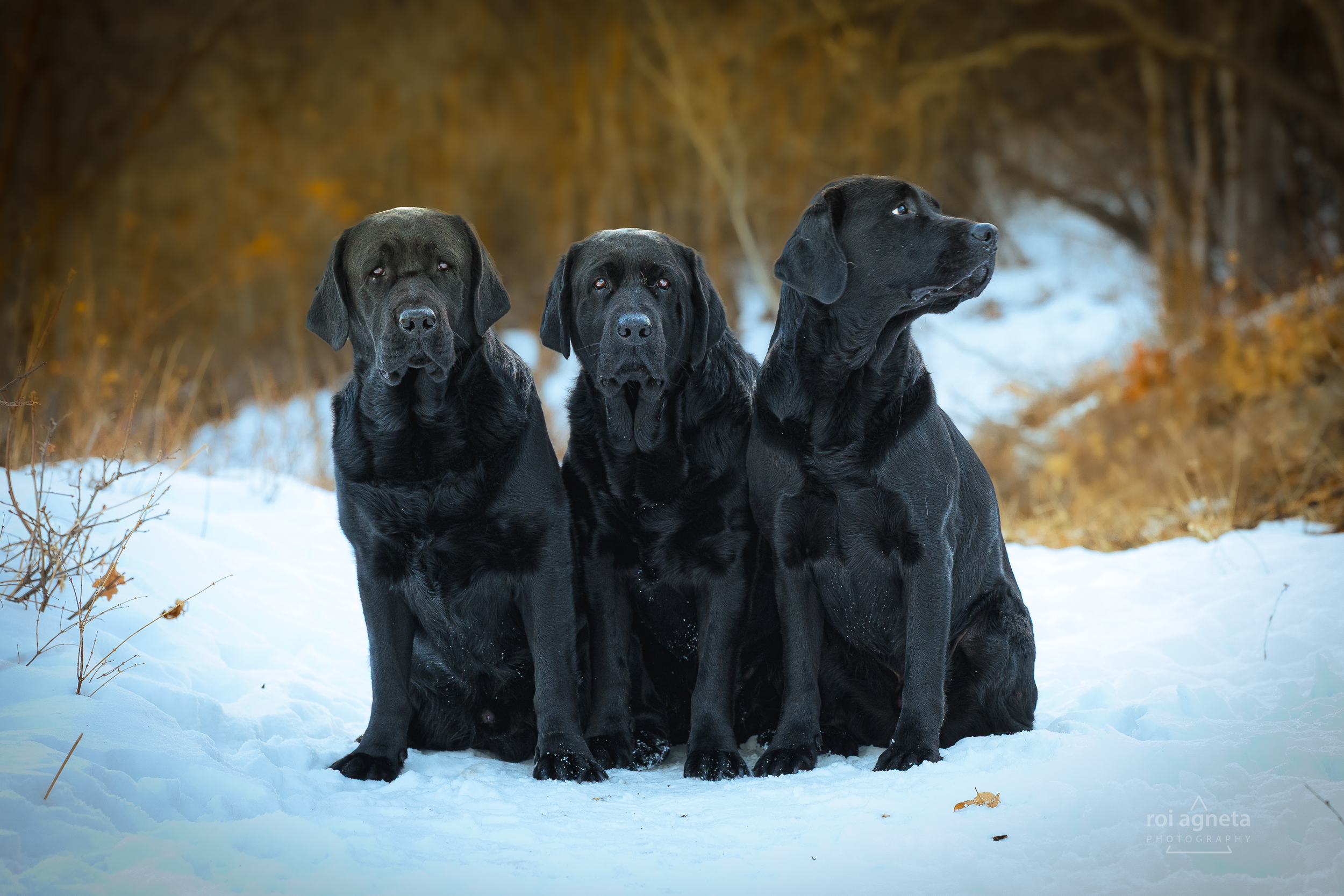Guard dogs